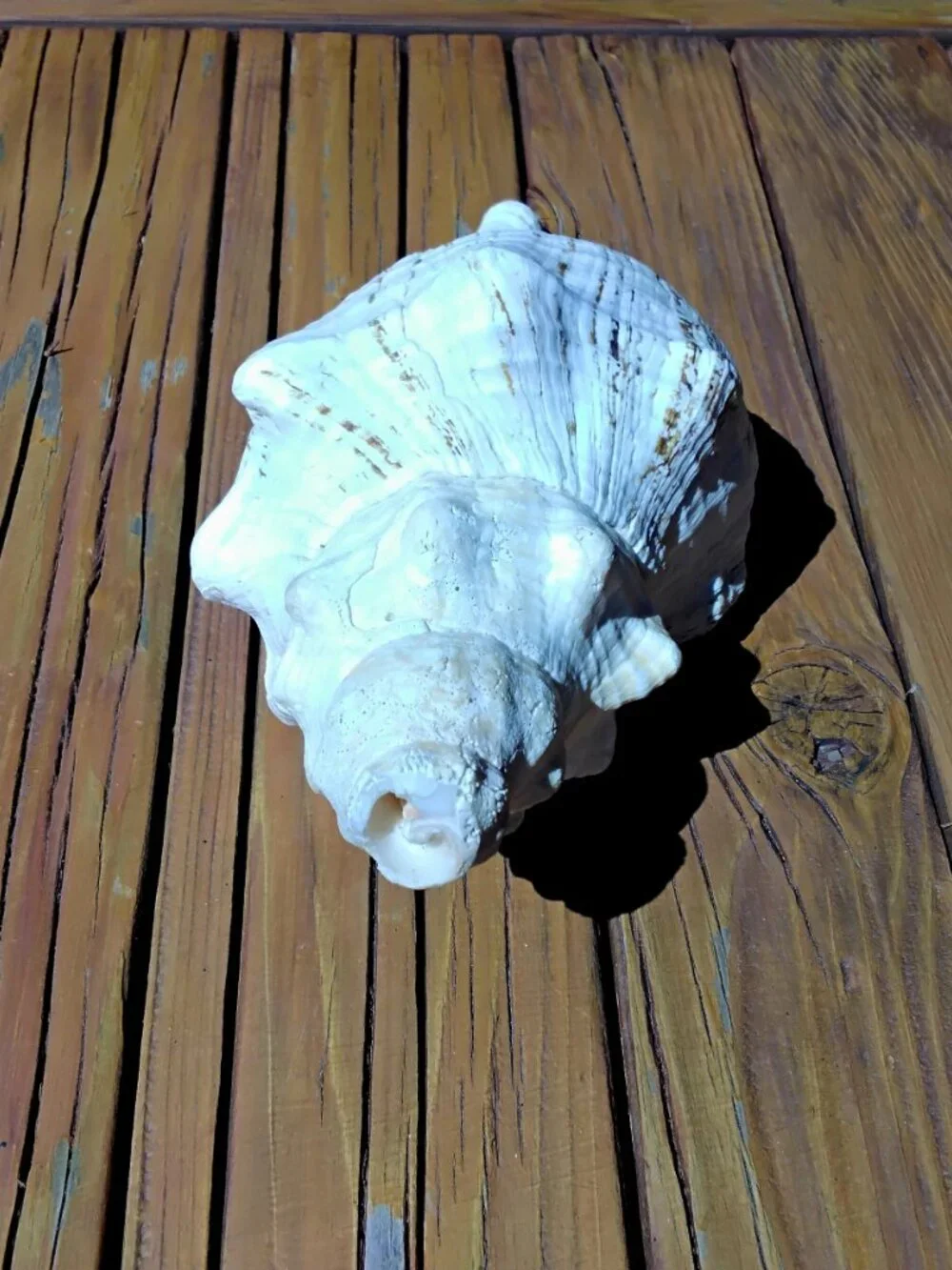 11" Florida Horse Conch Sea Shell Coastal Decor. Triplofusus Giganteus - Picture 3 of 7